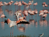 Lake Nakuru